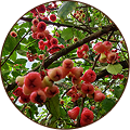 Java Apple